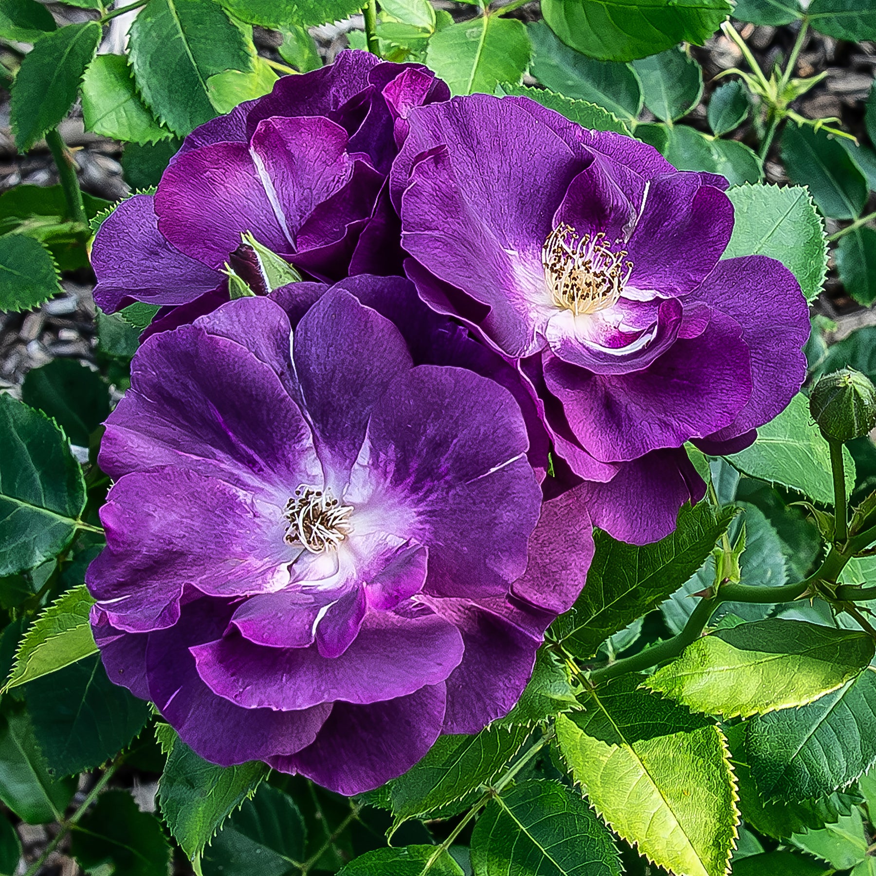 Vente Rosier buisson Rhapsody in Blue® Frantasia