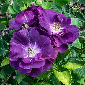 Vente Rosier buisson Rhapsody in Blue® Frantasia