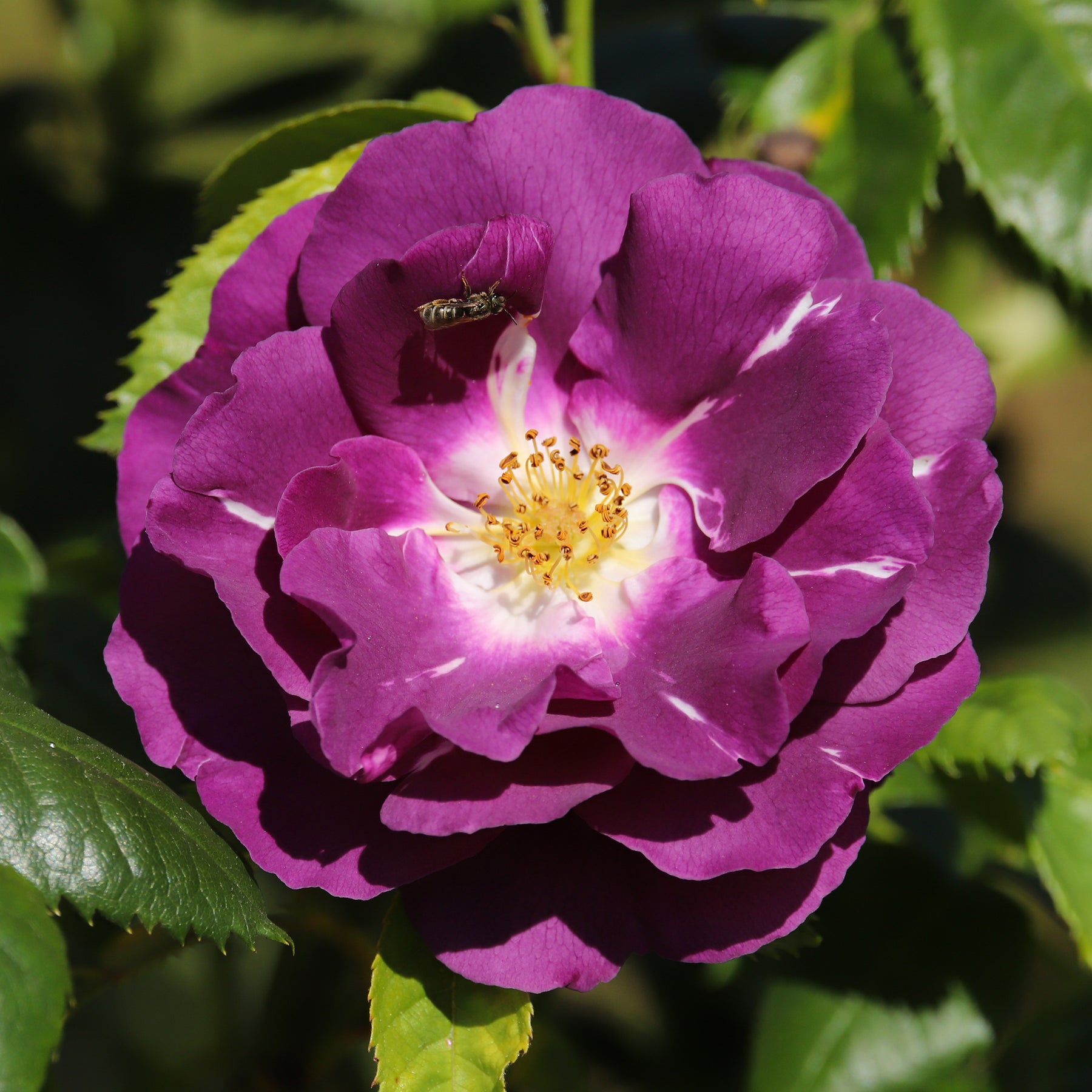 Rosier buisson Rhapsody in Blue® Frantasia - Rosiers à fleurs groupées polyantha - Willemse