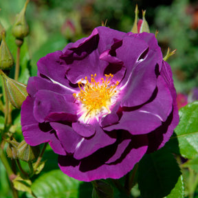 Rosa Rhapsody in Blue® Frantasia - Rosier buisson Rhapsody in Blue® Frantasia - Rosiers à fleurs groupées polyantha