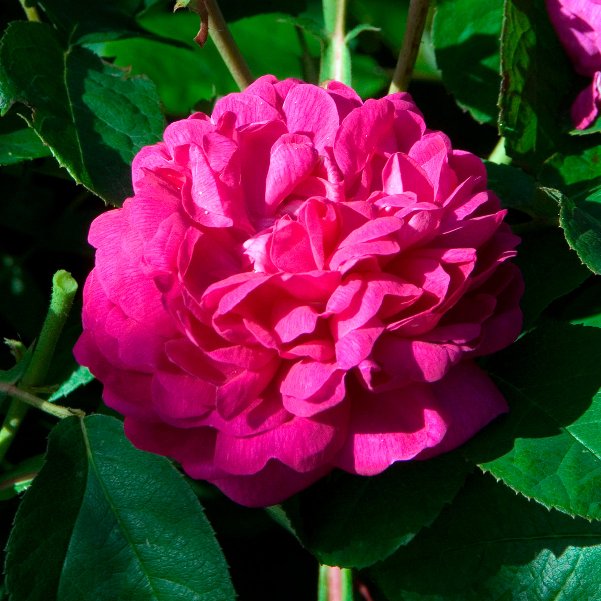 Rosier ancien Rose de Rescht - Rosa Rose de Rescht - Willemse