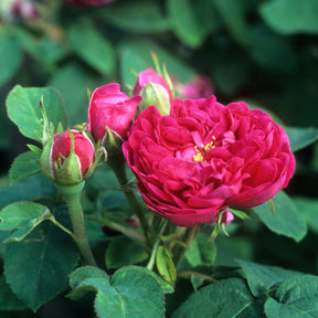 Rosa Rose de Rescht - Rosier ancien Rose de Rescht - Rosiers anciens