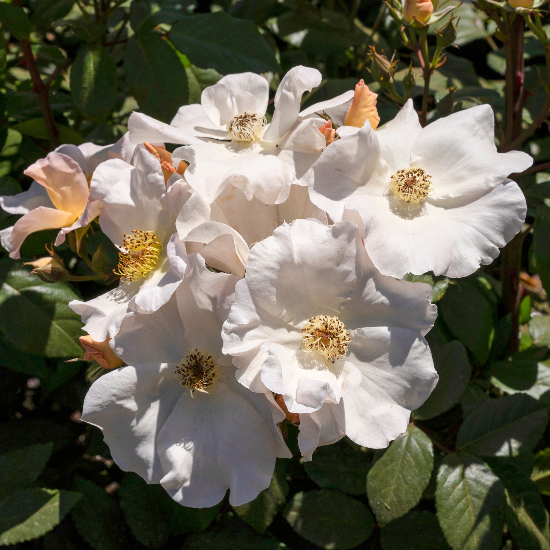 Rosa Sally Holmes - Rosier arbustif Sally Holmes - Rosiers anciens
