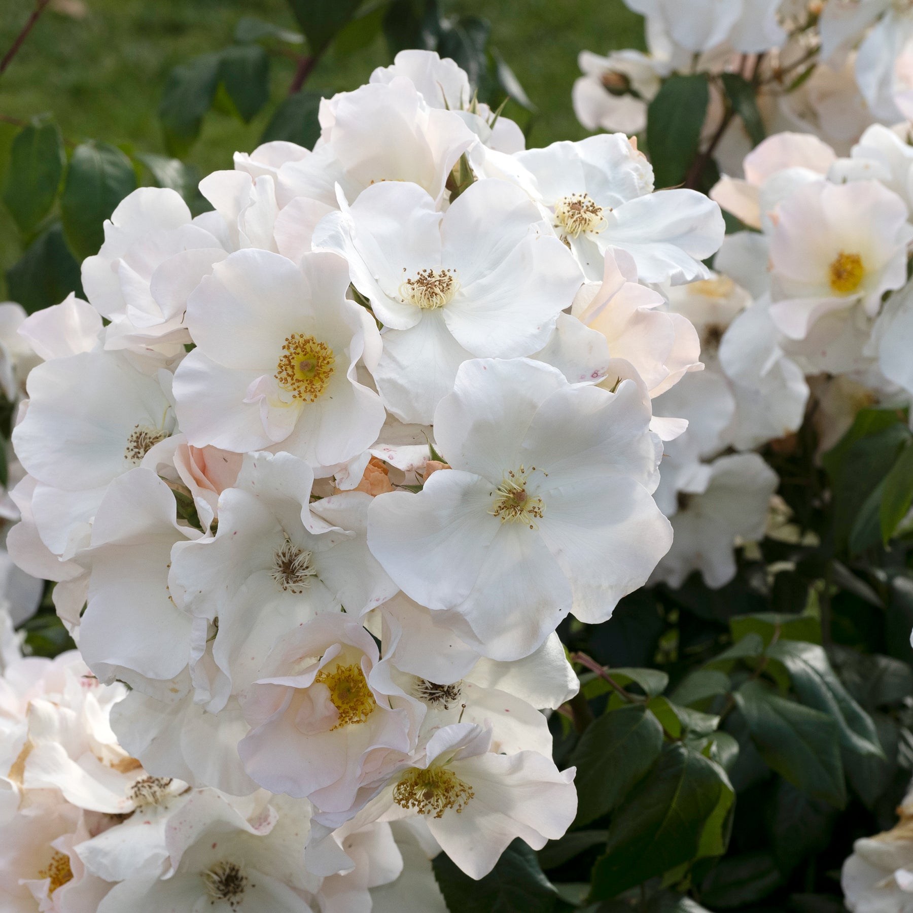 Rosier arbustif Sally Holmes - Willemse