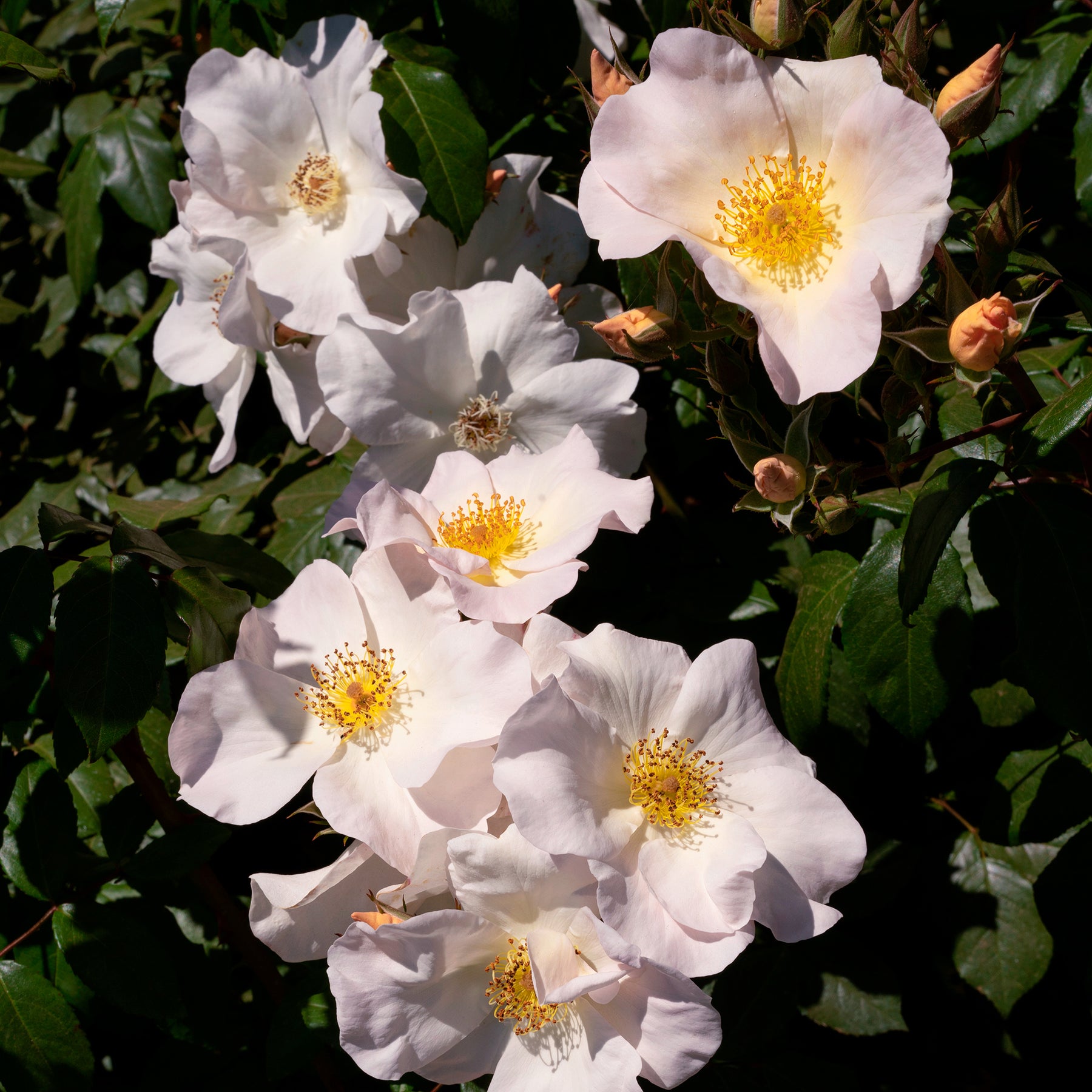 Rosiers anciens - Rosier arbustif Sally Holmes - Rosa Sally Holmes