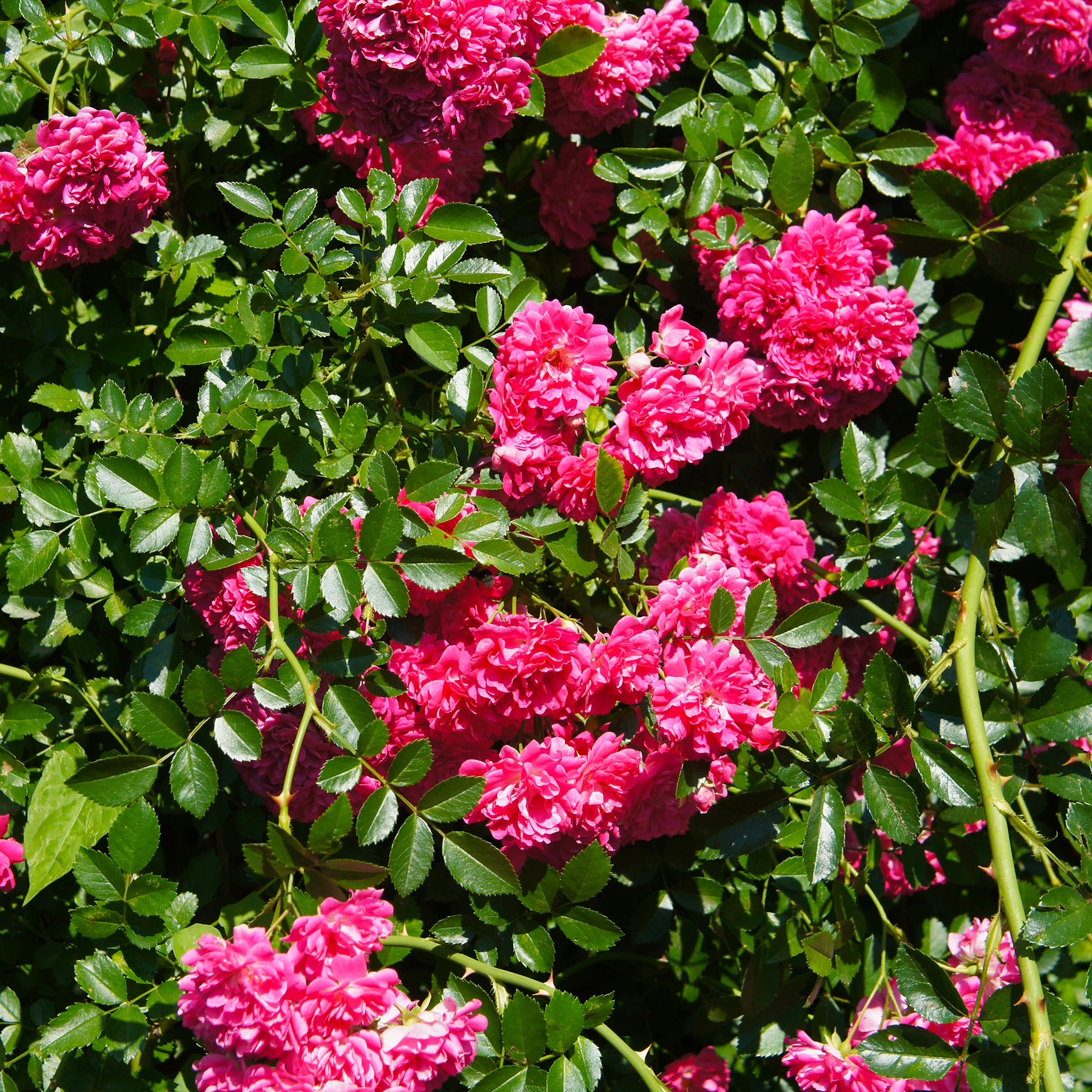 Rosa astrid gräfin von hardenberg ® - Rosier  Astrid Gräfin von Hardenberg ® - Rosiers à grandes fleurs