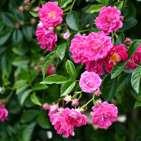Rosiers à grandes fleurs - Rosier  Astrid Gräfin von Hardenberg ® - Rosa astrid gräfin von hardenberg ®