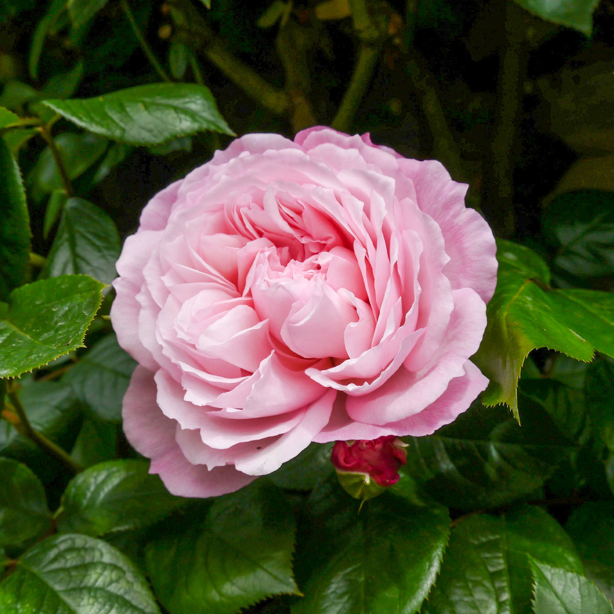 Rosier anglais grimpant The Generous Gardener® Ausdrawn - Willemse