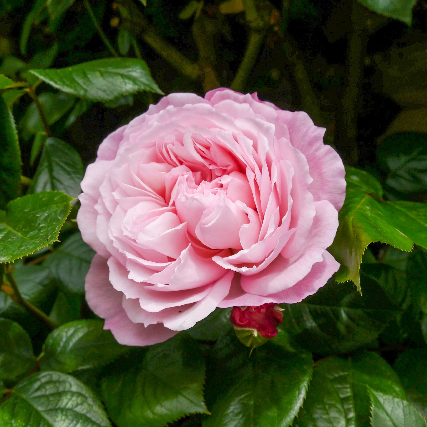 Rosier anglais grimpant The Generous Gardener® Ausdrawn - Willemse
