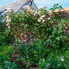 Rosier anglais grimpant The Generous Gardener® Ausdrawn - Rosa The Generous Gardener® Ausdrawn - Willemse