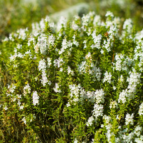 Satureja - Sarriette - Plantes vivaces aromatiques