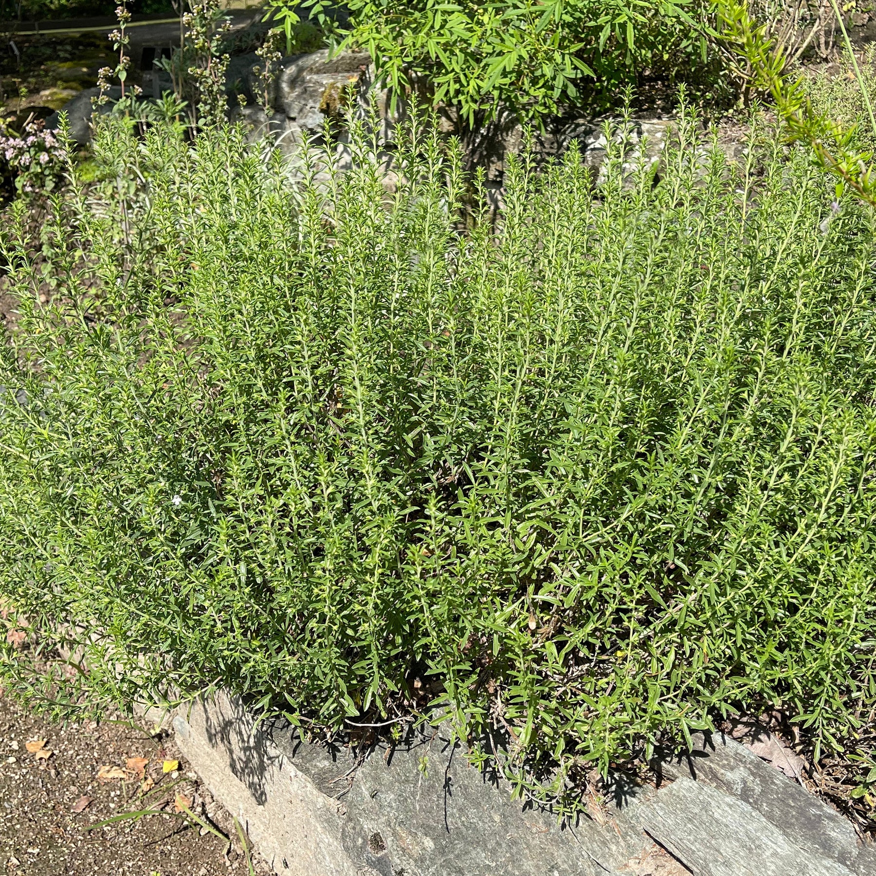 Plantes vivaces aromatiques - Sarriette - Satureja
