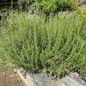 Plantes vivaces aromatiques - Sarriette - Satureja