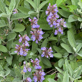 Sauges - Sauge officinale - Salvia officinalis