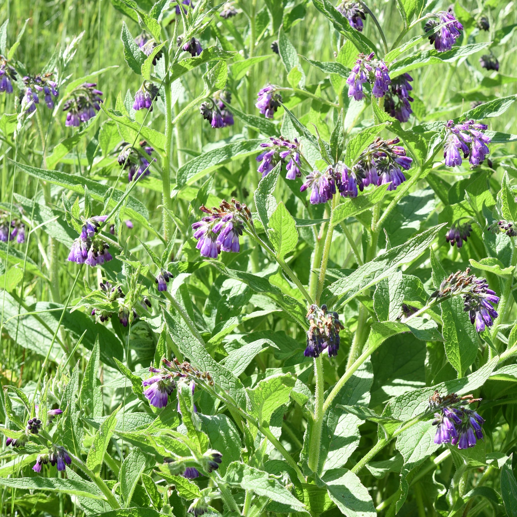 Consoude officinale