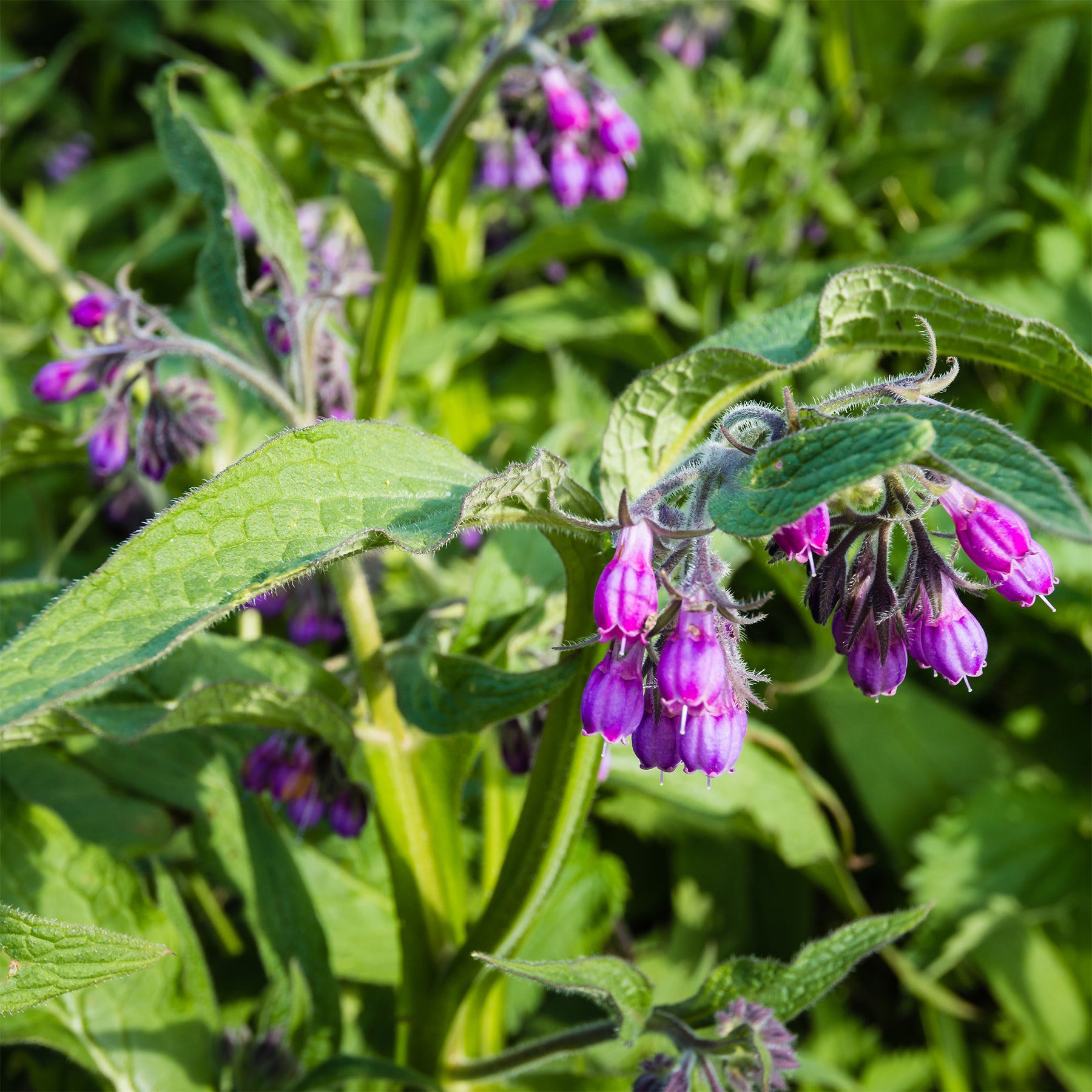 Consoude officinale - Willemse