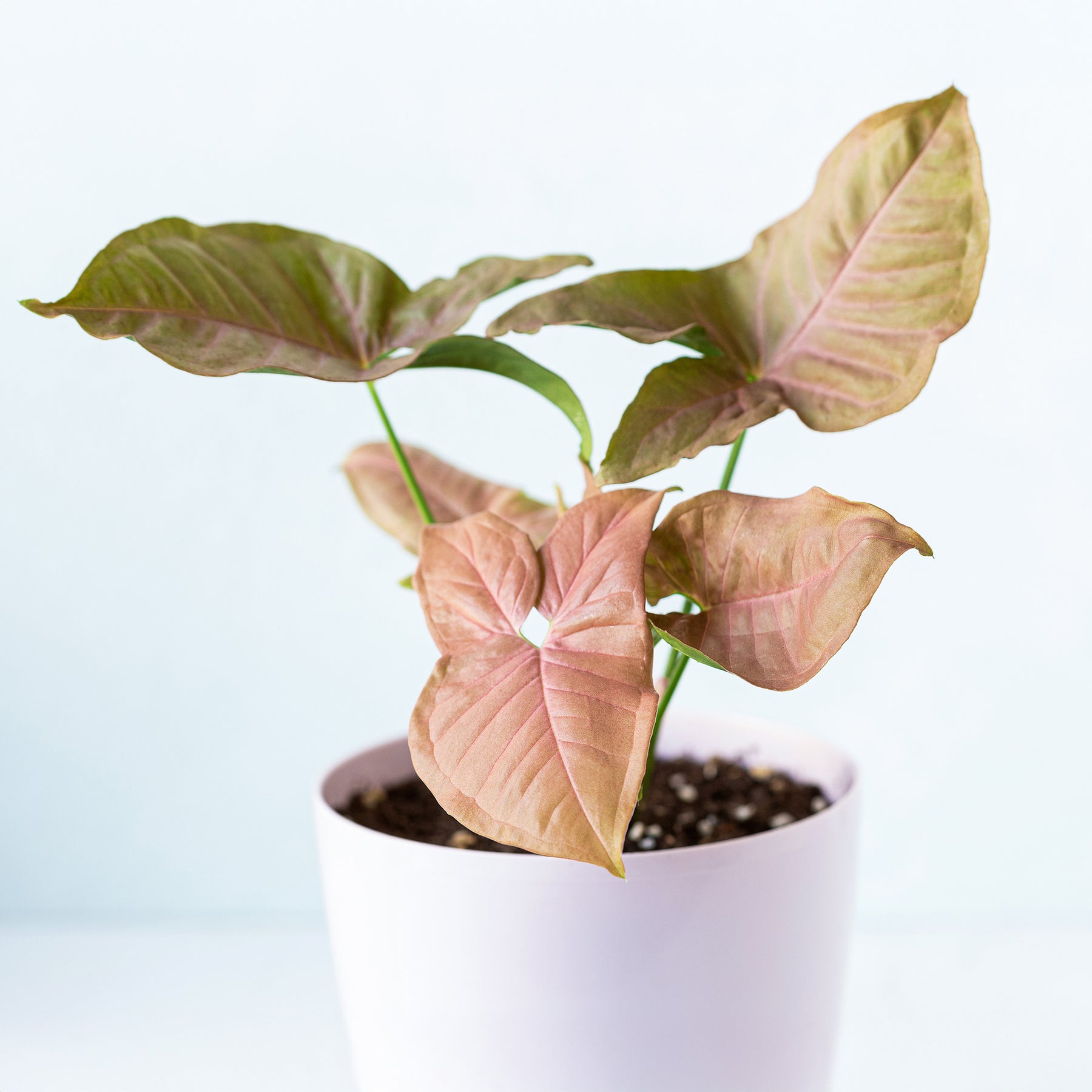 Syngonium Neon - Syngonium Neon - Syngonium