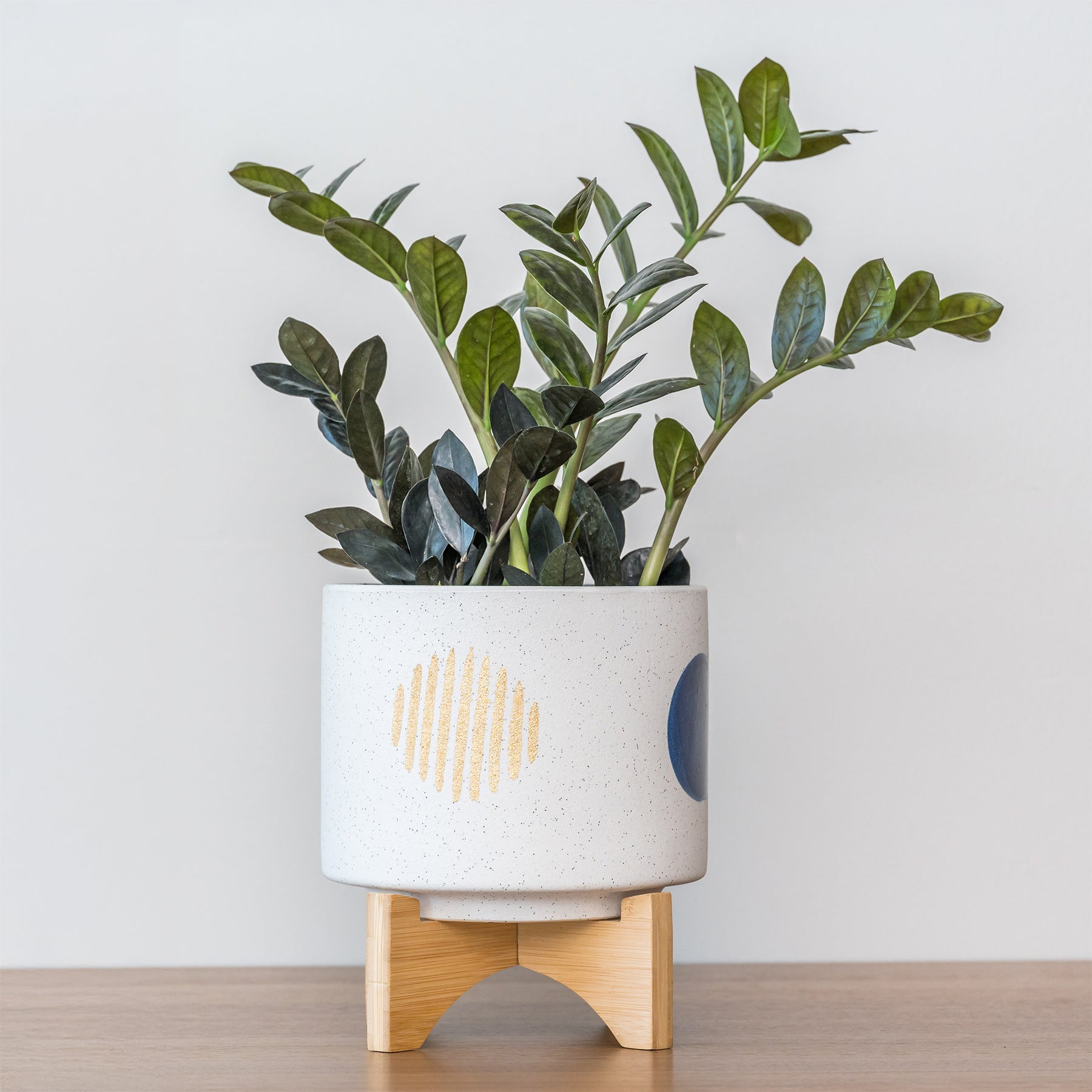 Zamioculcas - Zamioculcas Raven - Zamioculcas zamiifolia Raven