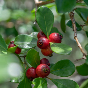 Psidium cattleianum - Goyavier de Chine - Goyavier