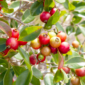 Goyavier - Goyavier de Chine - Psidium cattleianum