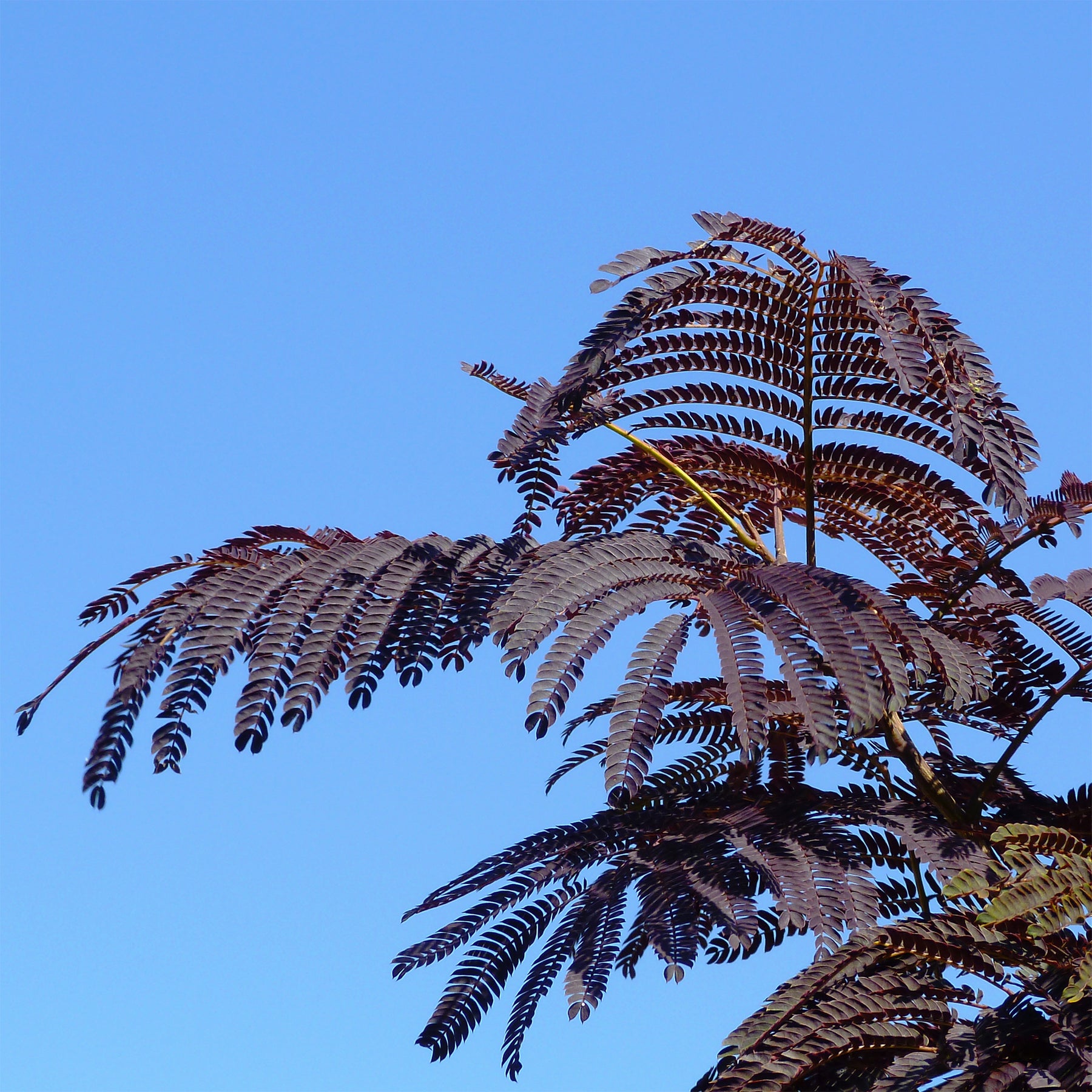 Arbre à soie Summer Chocolate® - Willemse