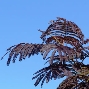 Arbre à soie Summer Chocolate® - Willemse