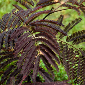 Arbre à soie Summer Chocolate® - Albizia julibrissin Summer Chocolate® - Willemse