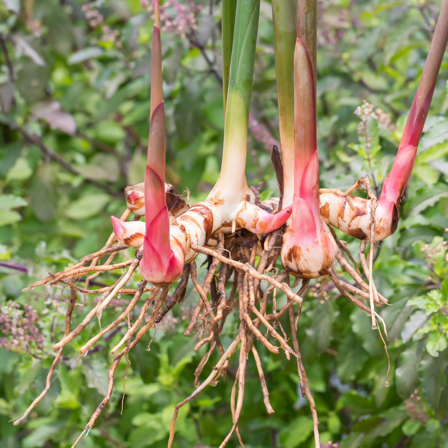 Plants d'aromatiques - Grand galanga - Alpinia galanga