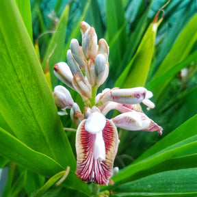 Vente Grand galanga - Alpinia galanga