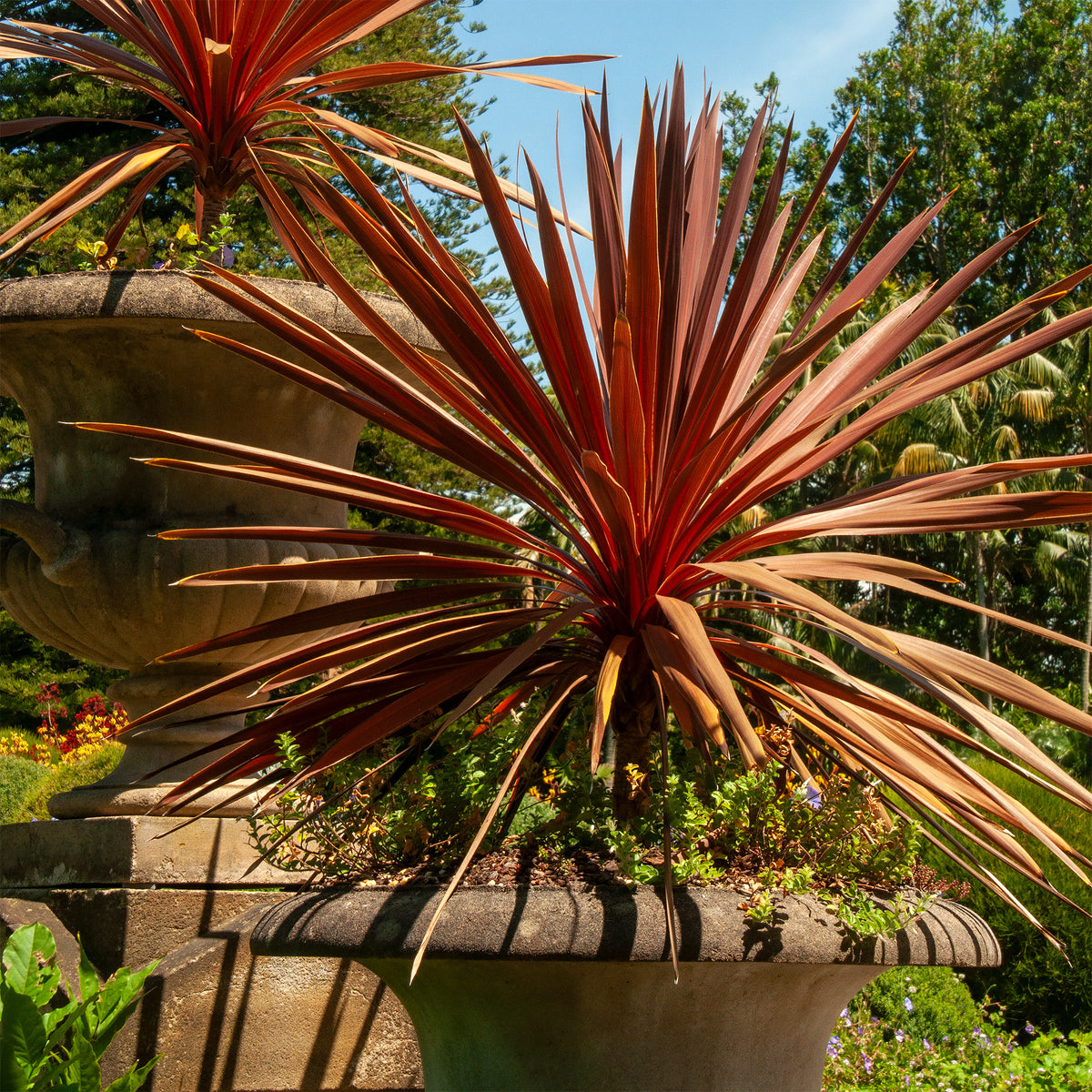 Cordyline australe Red Star - Cordyline australis Red Star - Willemse