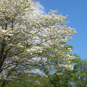 Cornus florida - Cornouiller à fleurs de Floride - Cornouillers