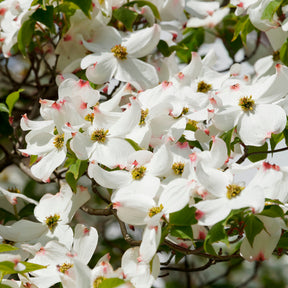 Cornouillers - Cornouiller à fleurs de Floride - Cornus florida