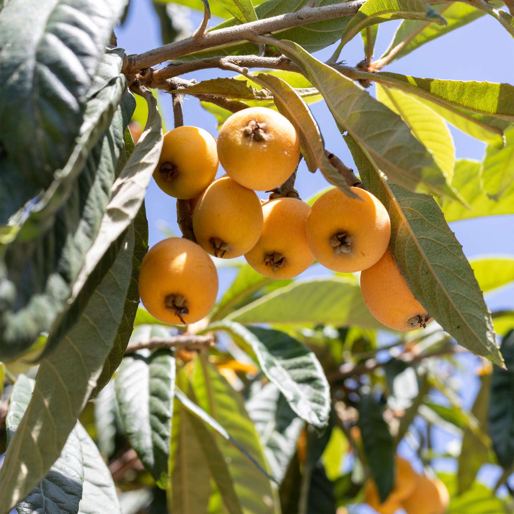 Eriobotrya japonica - Néflier du Japon - Fruitiers originaux
