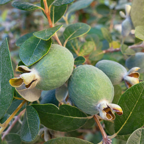 Feijoa sellowiana - Goyavier du Brésil - Feijoa - Goyavier