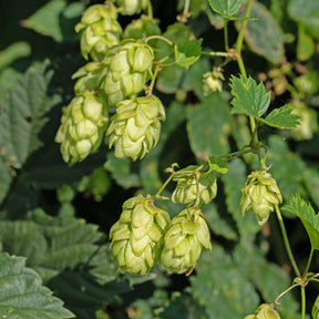 Houblon femelle Prima Donna ® - Humulus lupulus Prima Donna ® - Willemse