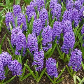Hyacinthus orientalis Blue Jacket - Jacinthe Blue Jacket - Jacinthe