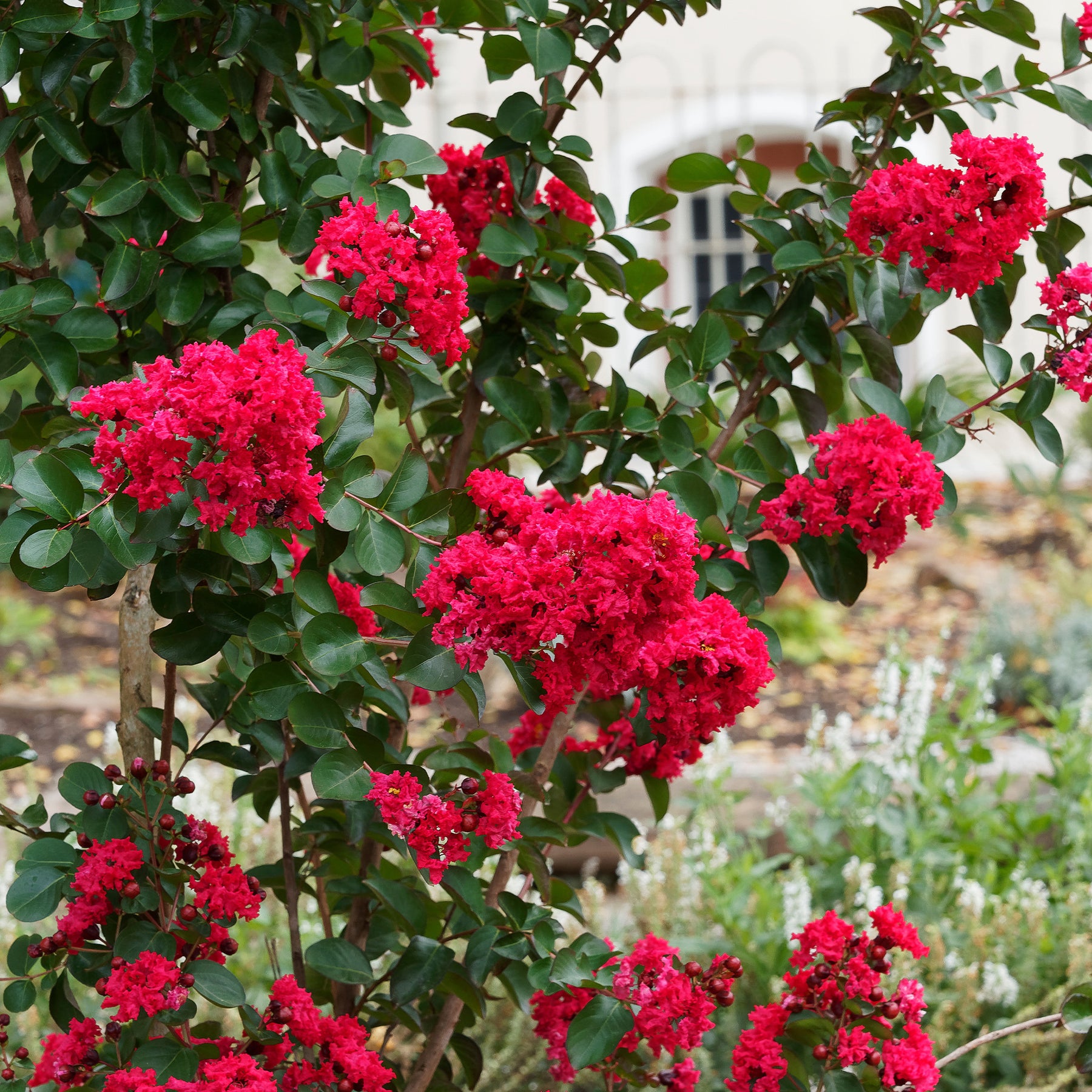 Vente Lilas des Indes Red Rocket