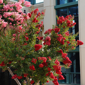 Lilas des Indes - Lilas des Indes Red Rocket - Lagerstroemia indica Red Rocket