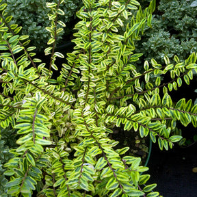 Lonicera nitida Lemon Beauty - Chèvrefeuille à feuille de buis Lemon Beauty - Arbustes à feuillage persistant