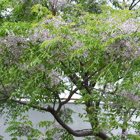 Vente Lilas de Perse - Margousier - Melia azedarach