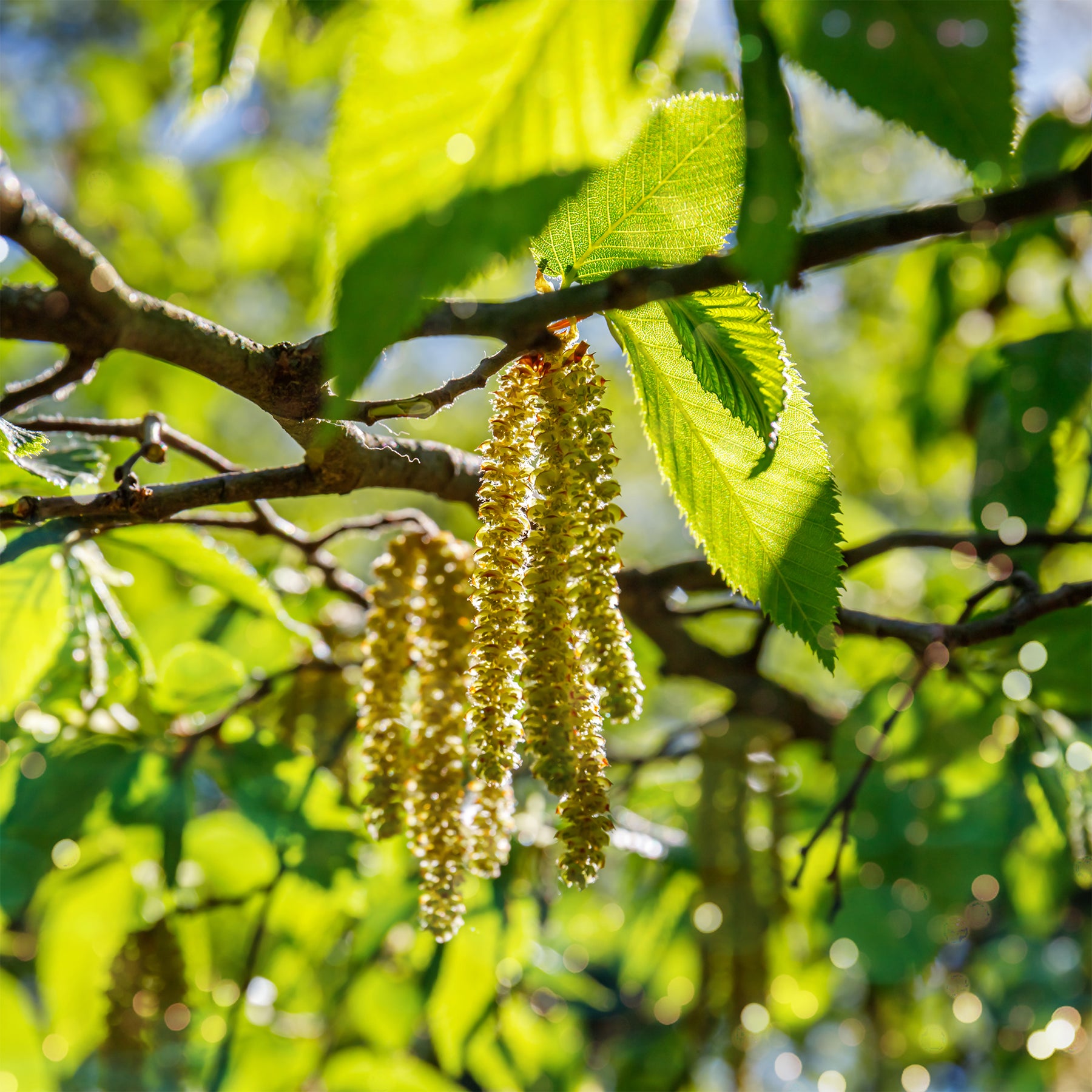 Ostrya carpinifolia - Charme houblon - Charme