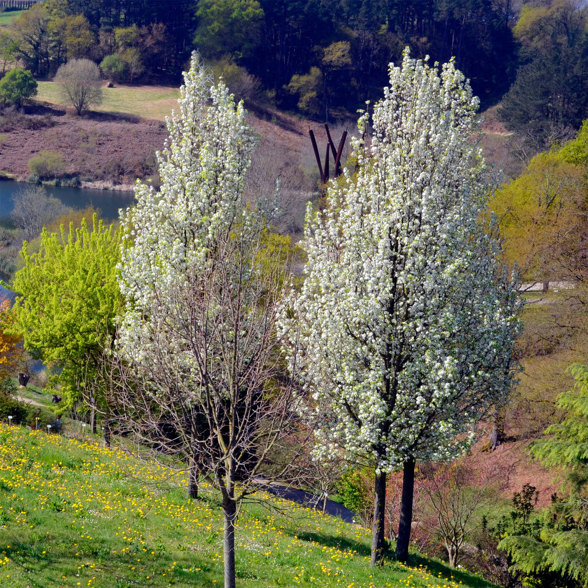 Poirier à fleurs Chanticleer - Pyrus calleryana Chanticleer - Willemse