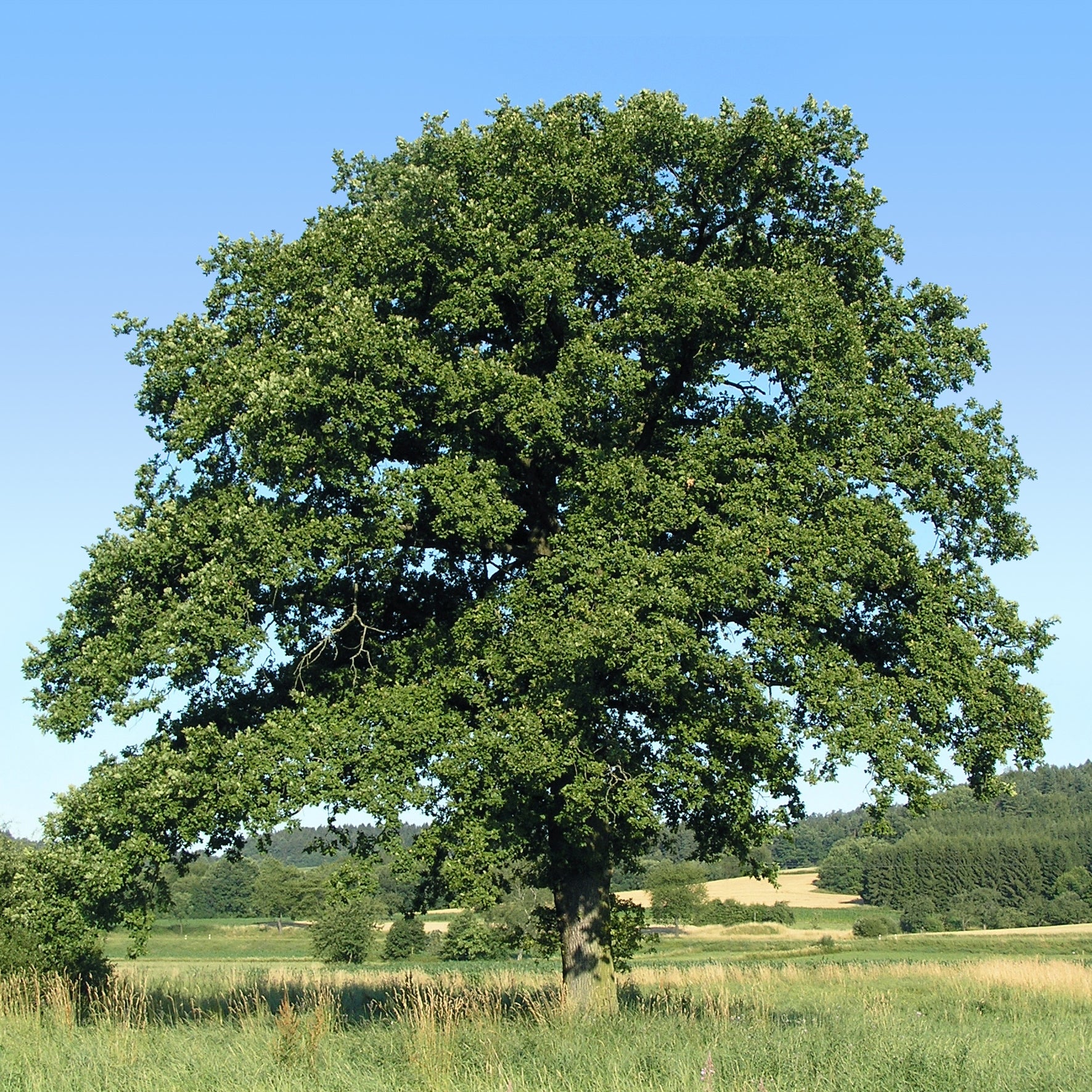 Quercus petraea - Chêne rouvre - Chêne sessile - Chêne