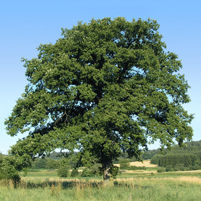 Quercus petraea - Chêne rouvre - Chêne sessile - Chêne