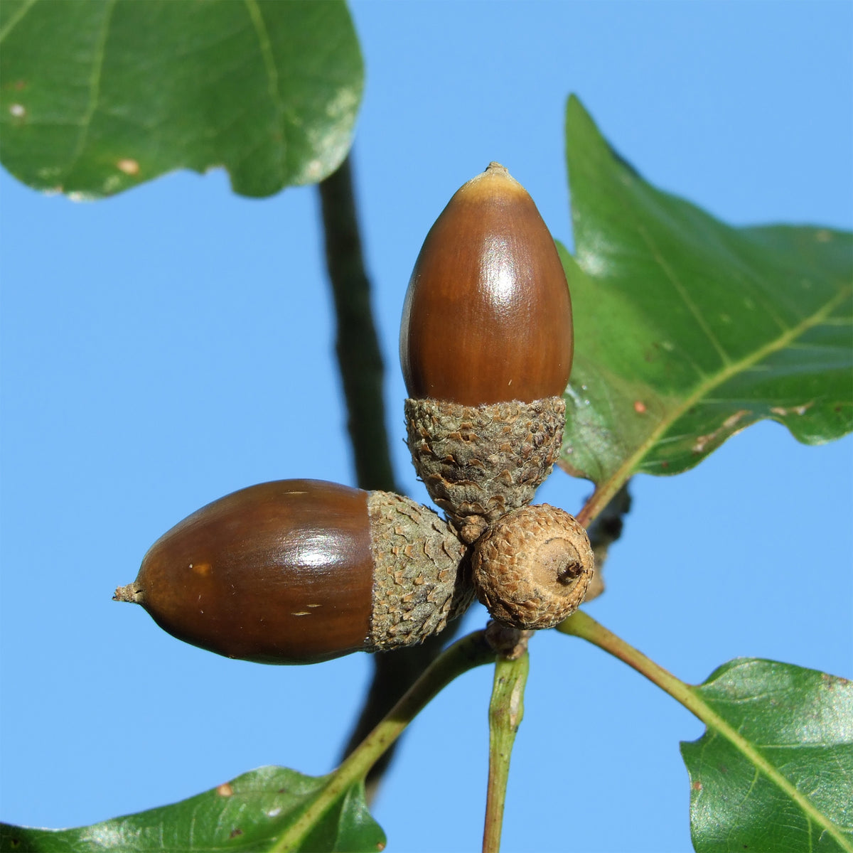 Chêne rouvre - Chêne sessile - Quercus petraea - Willemse