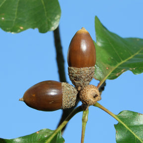 Chêne rouvre - Chêne sessile - Quercus petraea - Willemse