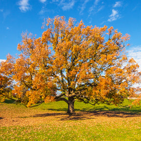 Chêne - Chêne rouvre - Chêne sessile - Quercus petraea