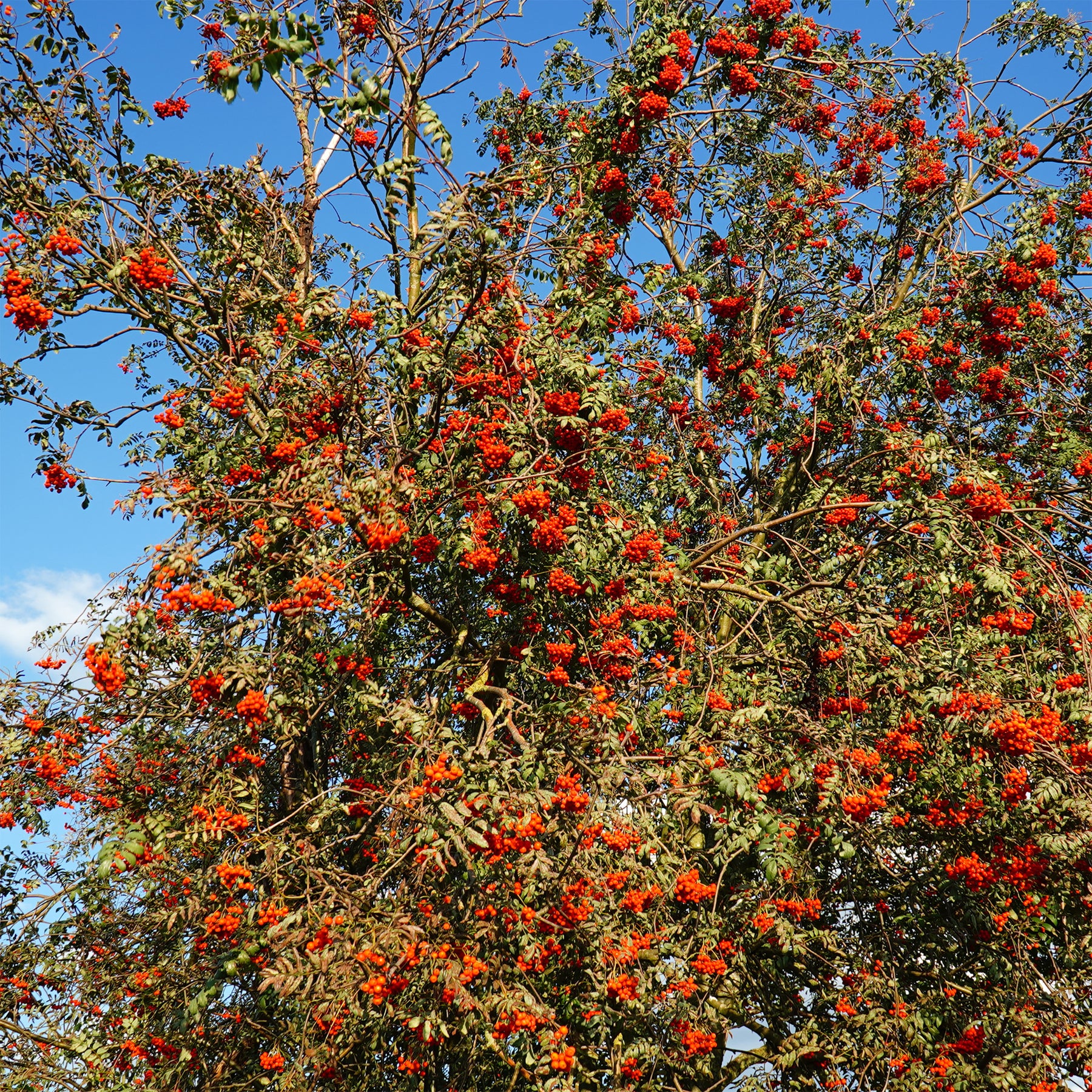 Sorbus aucuparia - Sorbier des oiseleurs - Sorbier