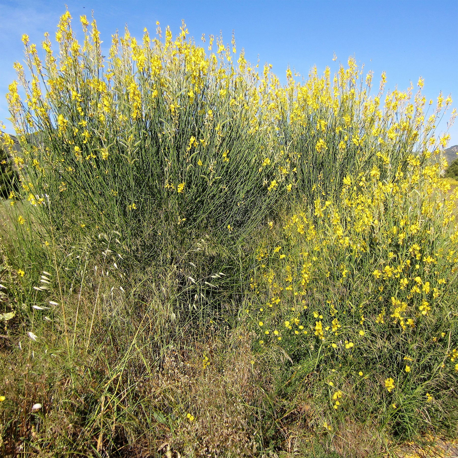 Genêt d'Espagne - Willemse