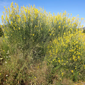 Genêt d'Espagne - Willemse